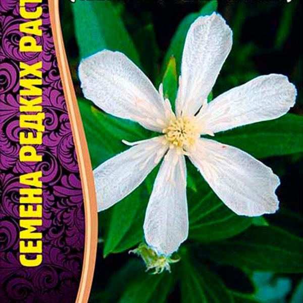 Клематис Шестилепестковый (Clematis hexapetala), 10 шт. Семена редких растений