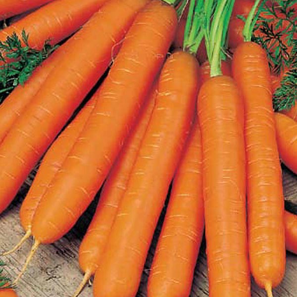 Морковь Лагуна F1, 150 шт. Nunhems Профессиональные семена	