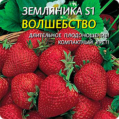 Земляника Волшебство S1, 10 шт. Земляника Волшебство S1, 10 шт.