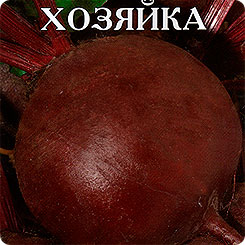 Свекла столовая Знатная хозяйка, 2 г Свекла столовая Знатная хозяйка, 2 г