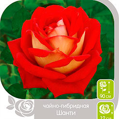 Роза чайно-гибридная ШАНТИ, 1 шт. Роза чайно-гибридная ШАНТИ, 1 шт.