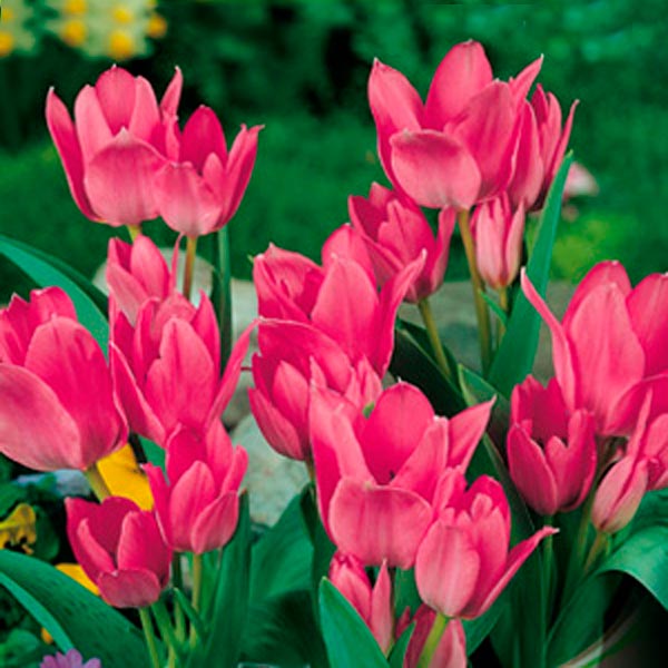 Тюльпан многоцветковый TORONTO, 8 шт.