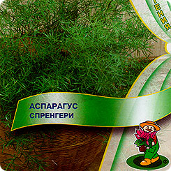 Аспарагус Спренгери, 7 шт. Аспарагус Спренгери, 7 шт.