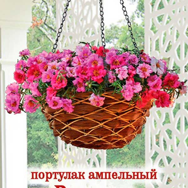 Портулак ампельный Розовые жемчужины, 5 драже Подвесные Корзины