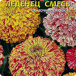 Цинния Леденец, Смесь, 0,3 г Цинния Леденец, Смесь, 0,3 г