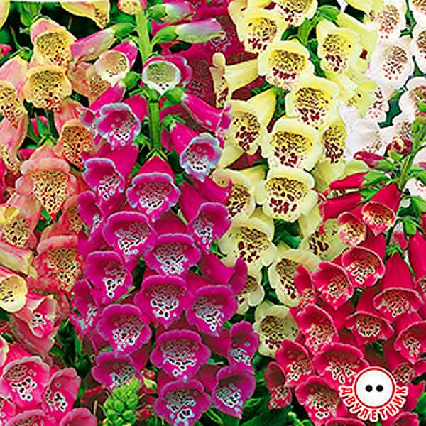 Наперстянка Цветные граммофончики, Смесь, 0,1 г Британская коллекция цветов