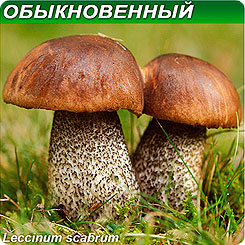 Грибница субстрат микоризный Подберезовик Обыкновенный, 1 л Грибница субстрат микоризный Подберезовик Обыкновенный, 1 л