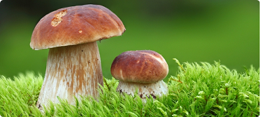 А Вы хотите собирать грибы на своем участке?