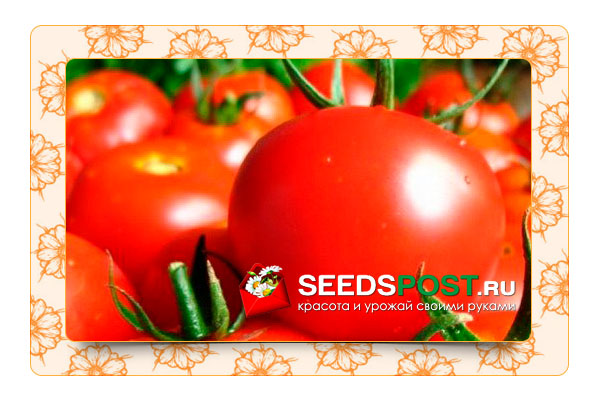 Какие ошибки совершают садоводы при выращивании томатов? 