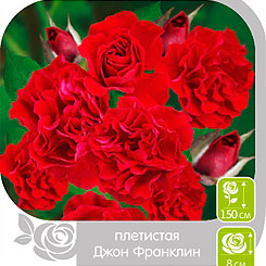 Роза плетистая ДЖОН ФРАНКЛИН, 1 шт. Роза плетистая ДЖОН ФРАНКЛИН, 1 шт.