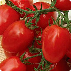Томат 6 Пунто 7 F1, 10 шт. Seminis Томат 6 Пунто 7 F1, 10 шт. Seminis