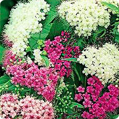 Спирея Японская, 10 шт. Спирея Японская, 10 шт.