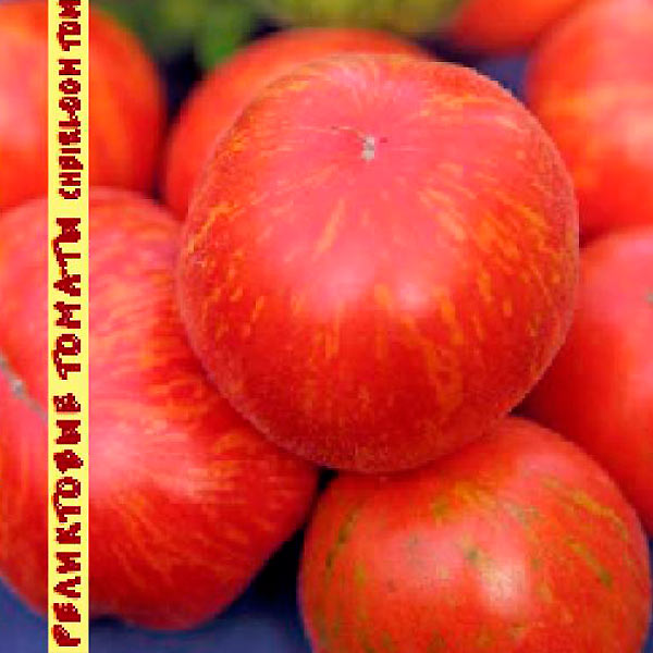 Томат Персиковый пёстрый, 10 шт. Реликтовые томаты