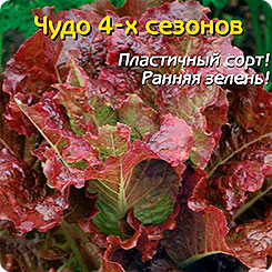 Салат Чудо 4-х сезонов, 0,5 г Салат Чудо 4-х сезонов, 0,5 г