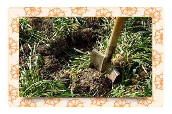 Как восстановить почву при помощи сидератов