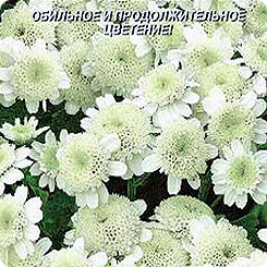 Хризантема девичья Снежные шары, 0,1 г Хризантема девичья Снежные шары, 0,1 г