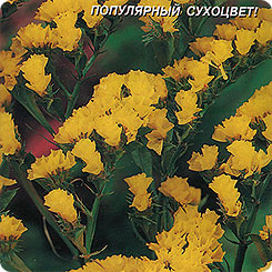 Статице Бондюелли, 0,05 г Статице Бондюелли, 0,05 г