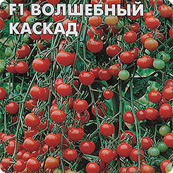Помидоры волшебный каскад схема посадки
