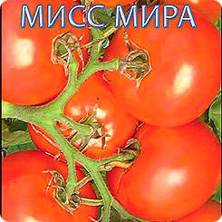 Томат Мисс Мира F1, 15 шт. Томаты-Фрукты Томат Мисс Мира F1, 15 шт. Томаты-Фрукты
