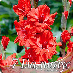 Гладиолус гофрированный FIRE RUFFLE, 7 шт. Гладиолус гофрированный FIRE RUFFLE, 7 шт.