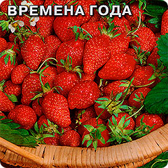 Земляника ремонтантная Времена года, 0,04 г Земляника ремонтантная Времена года, 0,04 г