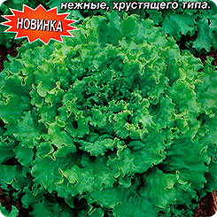 Салат полукочанный Чародейка, 0,5 г Салат полукочанный Чародейка, 0,5 г