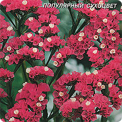 Статице Роза, 0,1 г Статице Роза, 0,1 г