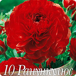 Ранункулюс RED, 10 шт. Ранункулюс RED, 10 шт.