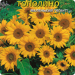 Подсолнечник карликовый Тополино, 8 шт. Подсолнечник карликовый Тополино, 8 шт.