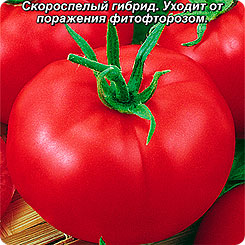 Томат Северенок ® F1, 0,05 г Томат Северенок ® F1, 0,05 г