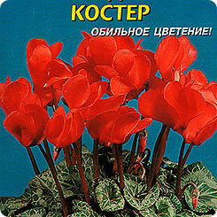 Цикламен персидский Костер, 3 шт. Цикламен персидский Костер, 3 шт.