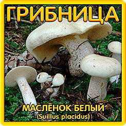 Грибница субстрат микоризный Масленок Белый, 1 л Грибница субстрат микоризный Масленок Белый, 1 л