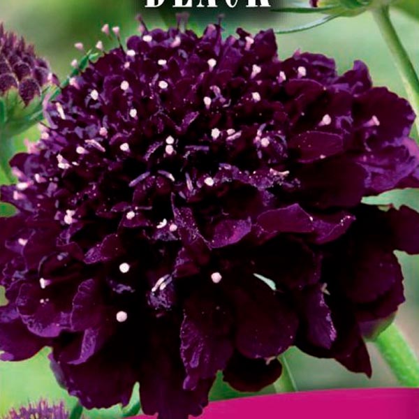 Скабиоза пурпурная махровая Черное манто, 0,2 г Black