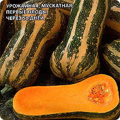 Тыква Барбара F1, 5 шт. Sakata Тыква Барбара F1, 5 шт. Sakata