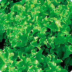 Салат листовой Фризол, 20 шт. Seminis Салат листовой Фризол, 20 шт. Seminis