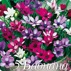 Бабиана MIXED, 5 шт. Бабиана MIXED, 5 шт.