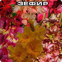 Гладиолус Цветочный зефир, Смесь семян, 5 г