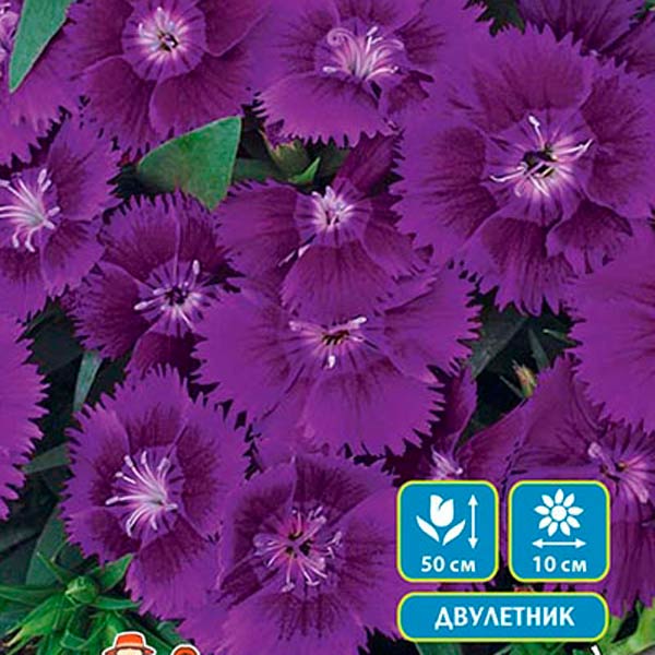 Гвоздика турецкая Фиолетовая гора, 0,1 г
