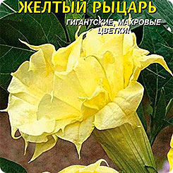 Датура (дурман) Желтый рыцарь, 4 шт. Датура (дурман) Желтый рыцарь, 4 шт.