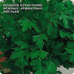 Петрушка листовая Риалто, 0,5 г (Bejo Zaden) Петрушка листовая Риалто, 0,5 г (Bejo Zaden)