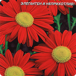 Пиретрум Алая звезда, 0,1 г Пиретрум Алая звезда, 0,1 г
