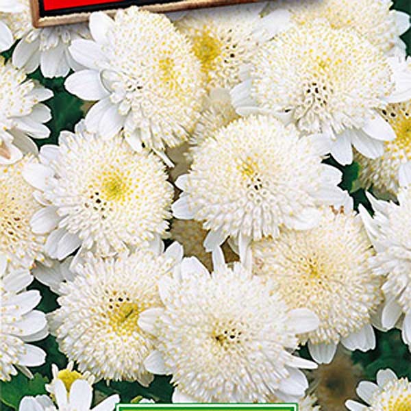 Хризантема девичья Белые звезды, 0,05 г
