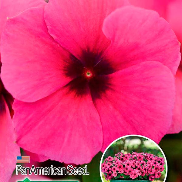 Катарантус розовый (Винка) Тату Распберри, 5 шт. Профессиональные семена