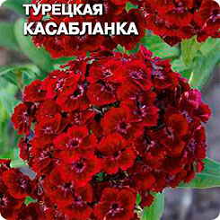 Гвоздика турецкая Касабланка, 0,5 г Гвоздика турецкая Касабланка, 0,5 г