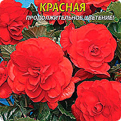 Бегония клубневая крупноцветковая Красная, 5 драже Бегония клубневая крупноцветковая Красная, 5 драже