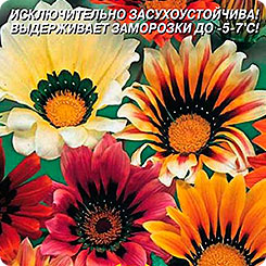 Гацания Солнечный блик, Смесь, 0,1 г Гацания Солнечный блик, Смесь, 0,1 г