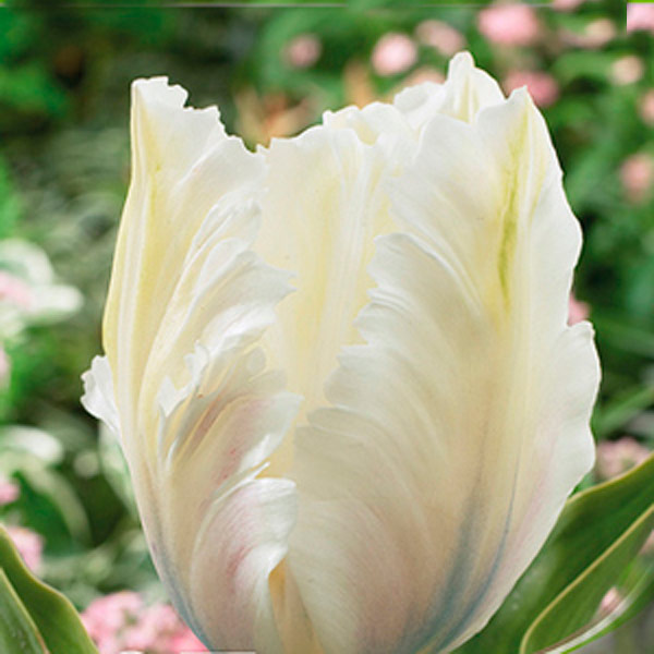 Тюльпан попугайный WHITE PARROT, 8 шт.