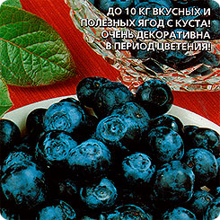 Голубика Чудо Ягодка, 0,05 г Голубика Чудо Ягодка, 0,05 г