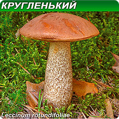 Грибница субстрат микоризный Подберезовик Кругленький, 1 л Грибница субстрат микоризный Подберезовик Кругленький, 1 л