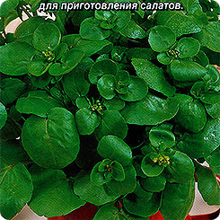Кресс водяной Иван да Марья, 0,05 г Ароматная кухня Кресс водяной Иван да Марья, 0,05 г Ароматная кухня